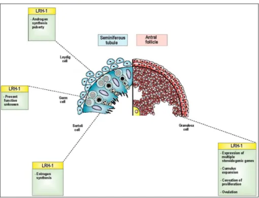 Figure 1 – Overview of the effects of Nr5a2 (LRH-1) on the constituents of the seminiferous  tubule in the male and the antral follicle in the female (Bertolin, Bellefleur et al