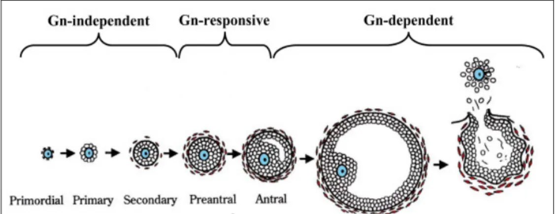 Figure 2 – Classification scheme of mouse ovarian follicles and the relationship to gonadotropin (Gn)   (Orisaka, Tajima et al