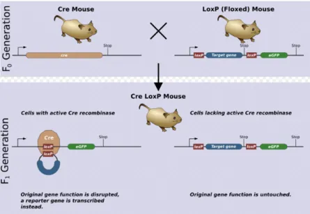 Figure  3  –  Illustration  of  a  model  experiment  in  genetics  using  the  Cre-loxP  system (Zepper 2008)