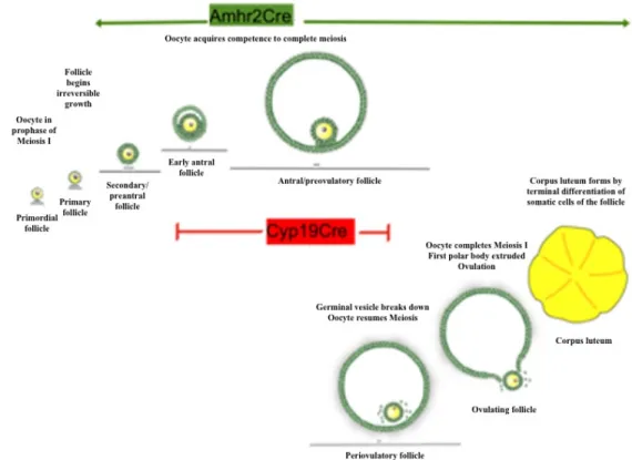 Figure 4 – Scheme demonstrating the excision in different phases of the follicle development comparing  Amhr2-Cre and Cyp19-Cre mice lines