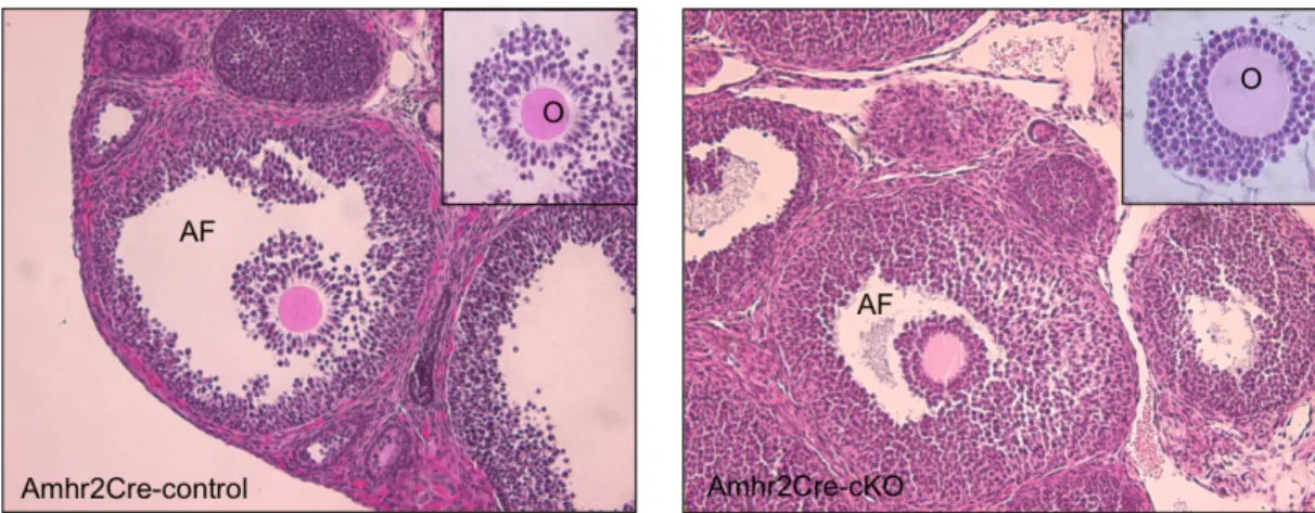 Figure 1 – HE staining of Amhr2Cre-control and Amhr2Cre-cKO ovaries collected at 7 h post-hCG