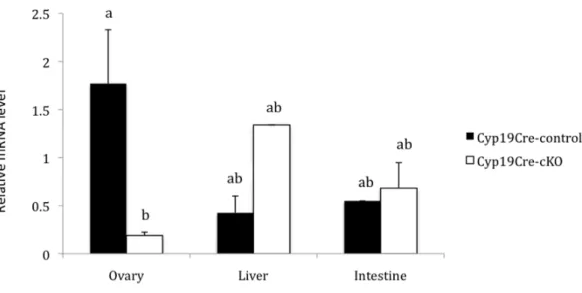 Figure  4  –  Abundance  of  Nr5a2  mRNA  in  the  ovary,  liver  and  intestine  of  Cyp19Cre-control  and  Cyp19Cre-cKO adult females (n=3/genotype)