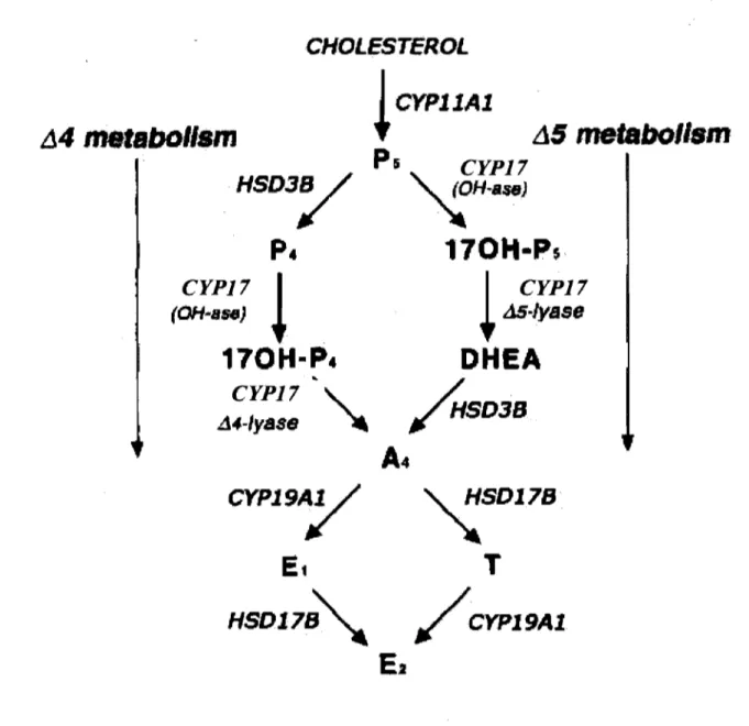 Figure 4.  The â4 and â5 pathways of gonadal steroid synthesis. (Modified from Conley  1997) 