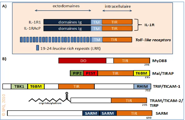 Figure 3 : Représentation schématique des TLRs et de leurs cinq adaptateurs.