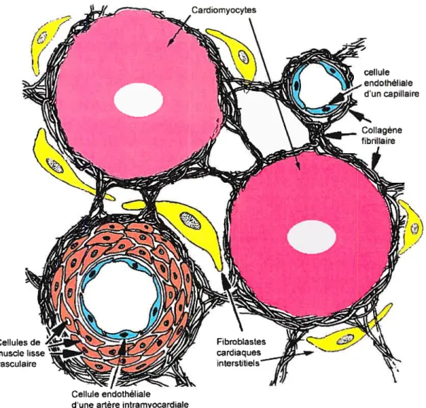 Figure 5. Représentation schématisée des myocytes et des non-myocytes dans le coeur.