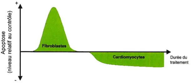 Figure 7. Effets des inhibiteurs du système rénine-angiotensine et des bloqueurs des canaux calciques sur l’apoptose dans le coeur hypertendu.