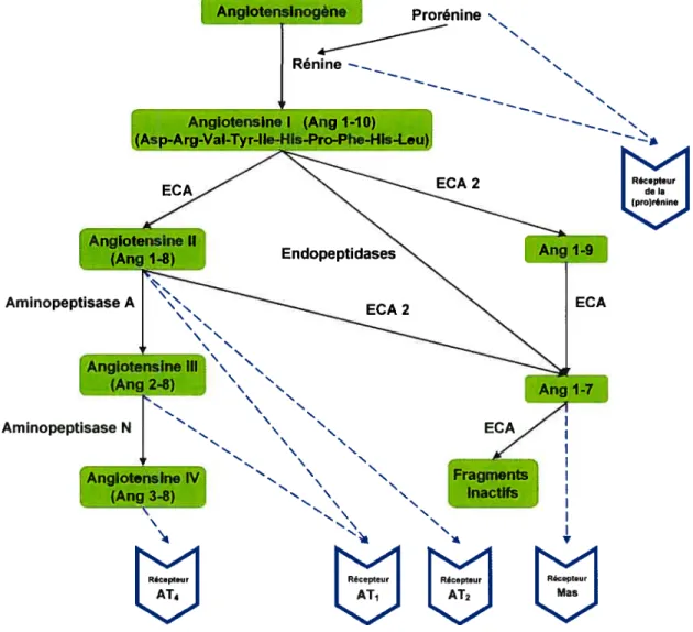 Figure 1. Voies de formation des peptides angiotensines et composantes nouvellement identifiées du système rénine-angiotensine.