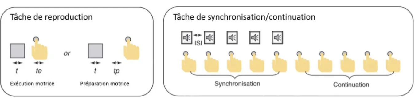 Figure   3 : Protocoles d’estimation temporelle explicite et motrice. La reproduction temporelle (gauche) consiste  à reproduire une durée soit sous la forme d’un appui prolongé sur un bouton, soit sous la forme de deux appuis  délimitant  le  début  et  l