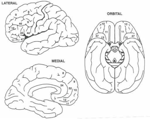 Figure   14 : Régions préfrontales latérales, orbitales et médianes sur le cerveau humain (adapté de Fuster,  2002). 