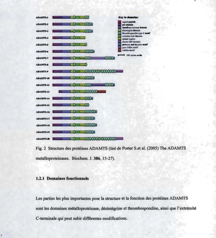 Fig. 2  Structure des protéines ADAMTS (tiré de Porter S.et al. (2005) The ADAMTS  metalloproteinases