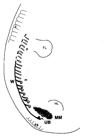 Fig.  3 Représentation schématique des trois phases du développement rénal montrant le  pronéphros (p),  le mésonéphros (m) et le métanéphros ensemble bien que le pronéphros soit  déjà dégénéré quand le bourgeon urétérique (DB) se forme