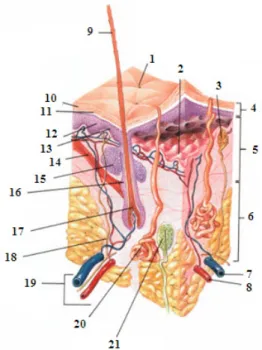 Figure 2 : Coupe histologique de peau avec une glande sudoripare (n°20) 1 . 