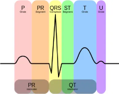 Figure 3 : Représentation d'un ECG normal 1 . 