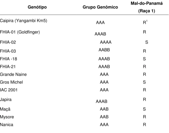 Tabela 4 Comportamento de diferentes genótipos de bananeiras ao mal-do-Panamá,                     raça 1, no Brasil