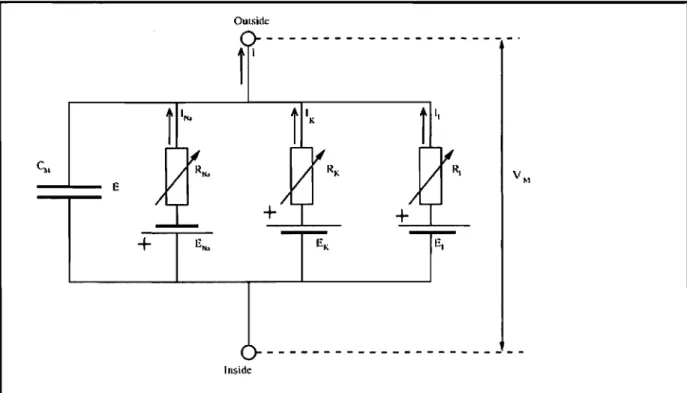 Figure 5. Circuit équivalent de la membrane de l'axone géant du calmar. Montrant les  résistances variables pour les courants sodium, potassium et de fuite