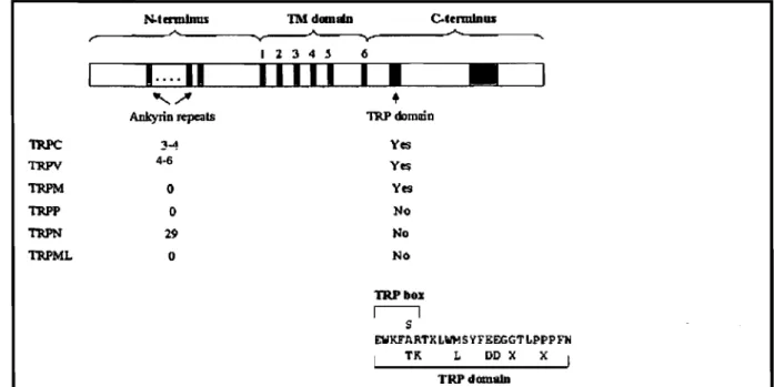 Figure 10.  FamiJJes  TRP seJon  Jeurs  caractéristiques.  On  y  voit la  structure  secondaire  de  chaque  grande famille  de  canaux TRP,  incluant le nombre  de  répétitions  d'ankyrine,  la  présence de la boîte TRP et du domaine TRP