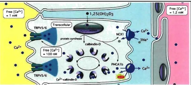 Figure 14.  Réabsorption transcelluJaire du  Ca l +.  La  réabsorption  transcellulaire  du  Ca 2 + 