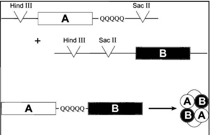 Figure 18. Construction de dimères.  La construction de  dimères a lieu en liant deux sous  unités après un processus de digestion
