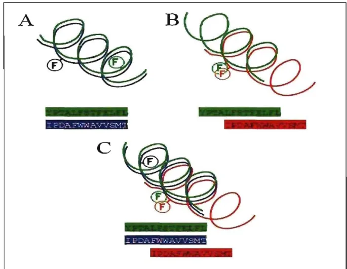 Figure  22.  Visualisation  de  la  modélisation  de  l'hélice  du  pOTe.  L'hélice  du  pore  de  TRPV5  en  vert,  l'hélice du  pore  de  Kv1.2  dans  la  position  spatiale  originale  obtenue  des  coordonnées  atomiques en  rouge  et l'hélice du  pore