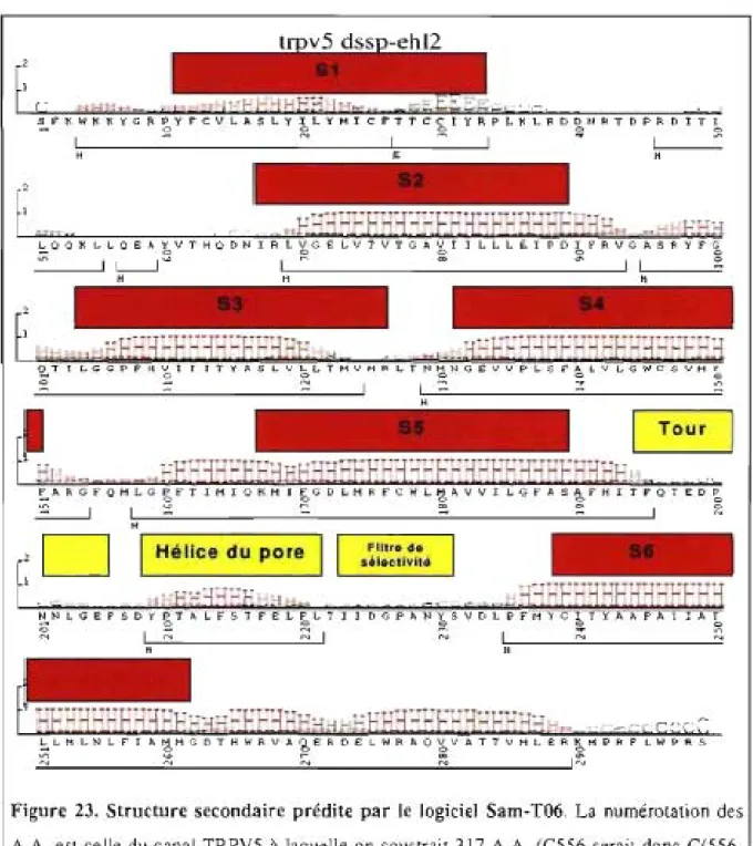 Figure  23.  Structure  secondaire  prédite  par  le  logiciel  Sam- T06.  La  numérolation  des 