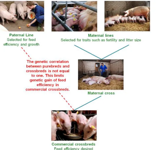 Figure  1.  A  schematic  overview  of  a  breeding  scheme  in  pigs,  where  the  commercial  animals  are  crossbreds