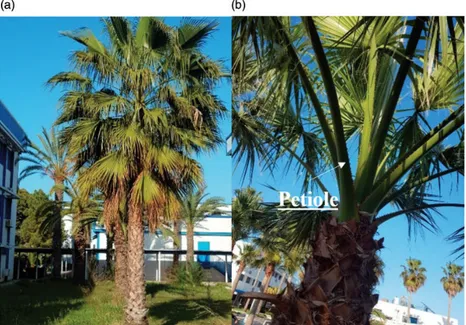 Figure 1. Doum palm: With (a) palm tree, (b) palm petiole.