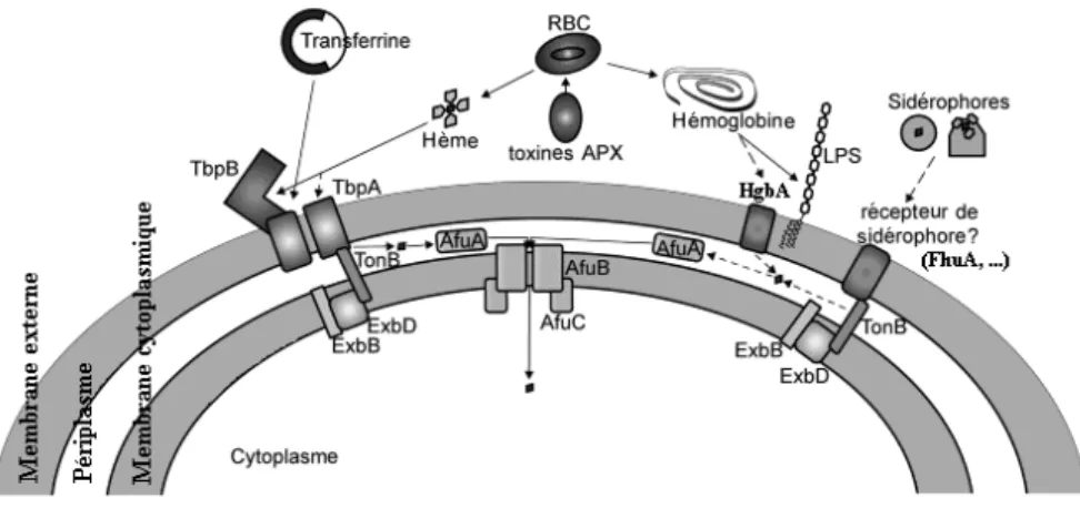 Figure 5 : Représentation schématique de l’acquisition du fer chez A. pleuropneumoniae (Bossé,  Janson et al