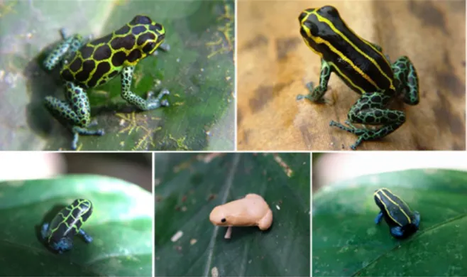 Figure  4.1:  The  two  aposematic  phenotypes  of  Ranitomeya  imitator (upper row)  and  their respective  clay  models below (lower row, left and right), as well as a non conspicuous frog model (lower row, middle) used  to measure predation rates.