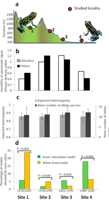 Figure 5.1: Phenotypic variability, genetic diversity and predation pressure measured in Ranitomeya imitator for the study sites