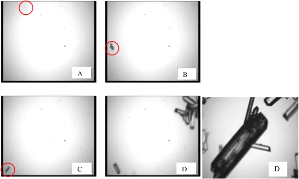 Figure  5.    In  situ  video  pictures  acquired  during  the  different  phases  of  the  batch  crystallization  operation presented in Fig