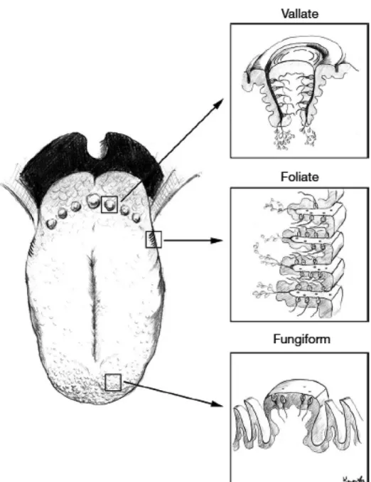 Figure  1.  Les  papilles  gustatives  vallées,  foliées  et  fongiformes  de  l’Homme