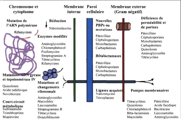 Figure  2.  Stratégies  développées  par  les  S.  aureus  pour  résister  aux  antimicrobiens  d'après  (Sundsfjord  et al.,  2004)  En  fonction  du  mécanisme d'action  de  la molécule  antimicrobienne,  les  bactéries  ont  développé  des  modes  de  r