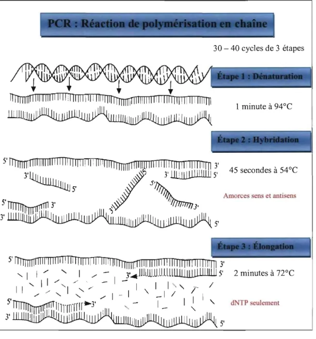 Figure  9.  Représentation  du  pnnclpe  de  base  de  la  technique  de  réaction  de  polymérisation en chaîne (PCR) D'après Vierstracte,  1999