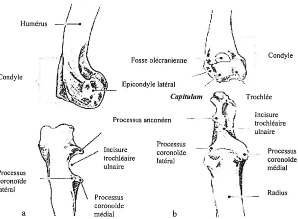 Illustration 1 : Structures osseuses du coude a) vue de profil, b) vue de face.