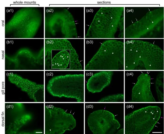 Figure 3. Epifluorescence photomicrographs of whole mounts and sectioned oral, nasal, gill pore, and dorsal  fin papillae showing the binding of phalloidin