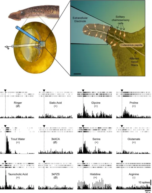 Figure 4. Neural responses of gill pore papillae to chemical stimulation. Top: Schematic illustration of the  experimental recording procedure showing the location of the gill pore papillae, the recording electrode and  the chemical stimulus delivery syste