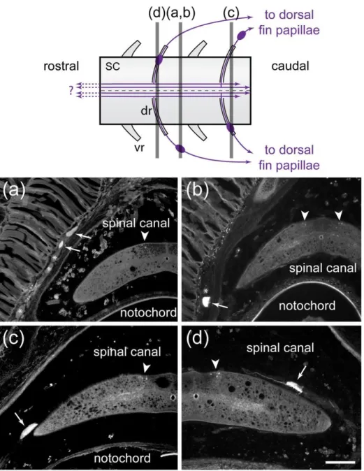 Figure 8. Central projections of dorsal root ganglion cells that innervate dorsal fin papillae