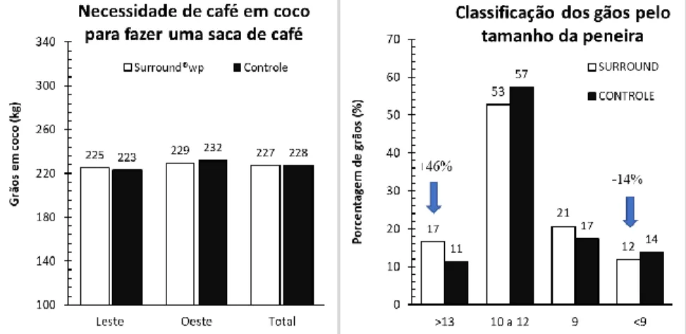 Figura 1. A) Quantidade necessaria de café  em  coco para produzir uma saca de 60kg;  B) Classificação dos grãos pelo  tamanho de peneira, em plantas de café conilon clone P11, Atílio Vivácqua – ES