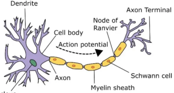 Figure 1.1 – Schematic of a biological neuron