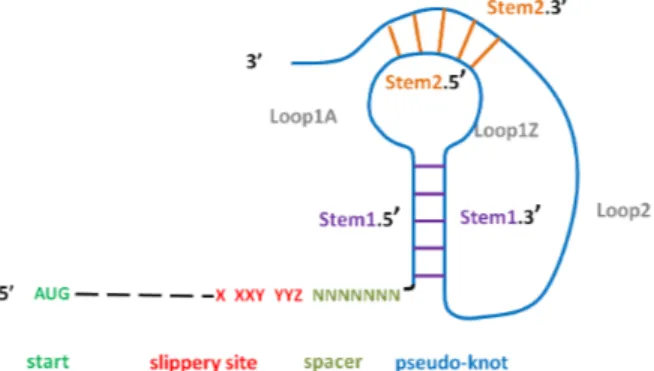 Fig. 1. “PRF pattern”= typical structure promoting a -1 frameshifting event.