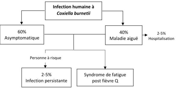 Figure  1.2  Représentation  schématique  de  la  répartition  des  enjeux  de  santé  observés  chez  l’humain suivant une infection à C