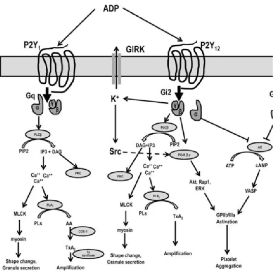 Figure 3.  Schéma résumé de la signalisation des récepteurs de l’ADP, récepteurs couplés à la protéine  G