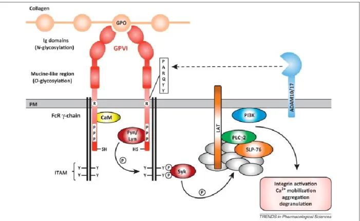 Figure 4.  Signalisation du collagène via le récepteur GPVI et FCγR. Sur les plaquettes