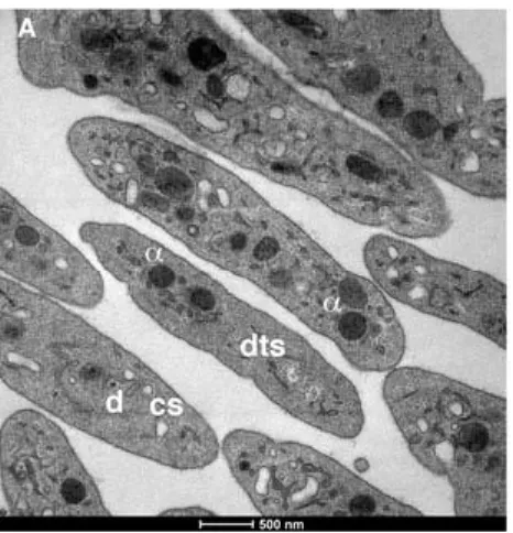 Figure 5.   Image de microscopie électronique de plaquettes humaines  fixées. Les α-granules sont indiquées par un α et les granules denses  par un d