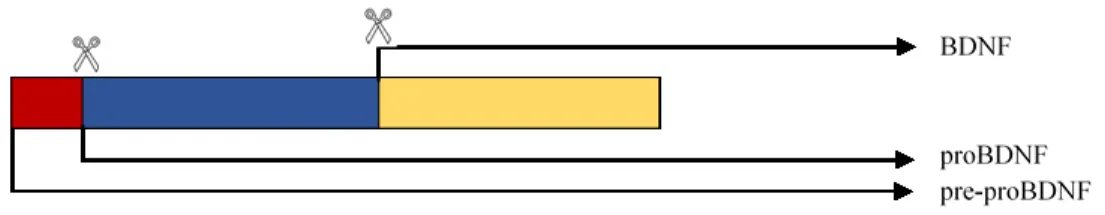 Figure 7.  Schéma du clivage des protéines précurseurs du BDNF. 