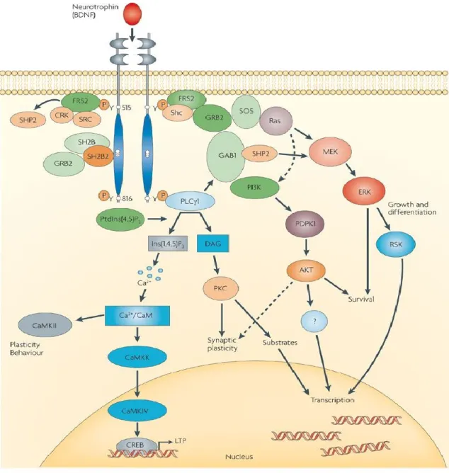 Figure 8.  Signalisation  du  récepteur  TrkB  dans  les  neurones.  BDNF  active  plusieurs  voies  de  signalisation  qui  mènent  à  la  promotion  de  la  survie  cellulaire  et  la  plasticité  synaptique