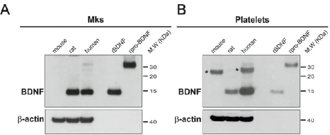 Figure 9.  Immunobuvardage montrant la présence du BDNF dans les plaquettes de volontaires sains  humains, de rats, mais pas de souris
