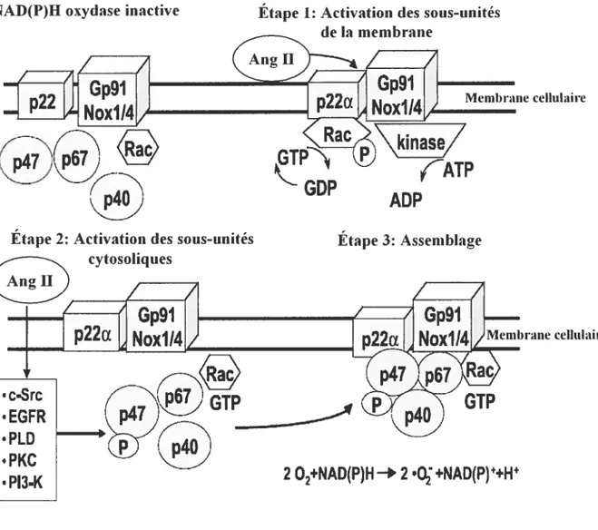 Figure 4. L’activation de la NAD(P)H oxydase par l’Ang II dans cellules vasculaire.