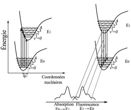 Figure 1.7 – Schématisation du principe de Franck-Condon. À gauche, nous observons des transitions optiques d’absorption E 00 →E 1ν 0 et à droite, les transitions de fluorescence E 10 →E 0ν 