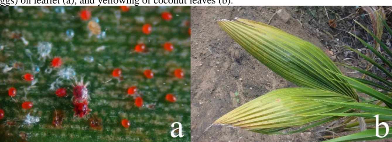 Figure  2. Raoiella  indica  Hirst  (Acari:  Tenuipalpidae):  colony  (adults,  immature  stage,  and  eggs) on leaflet (a), and yellowing of coconut leaves (b)